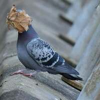 even the pigeons can figure out masks