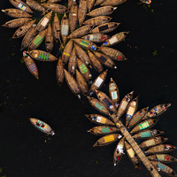 The flower on the river. by Md. Arifuzzaman