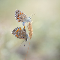 Double by Tiago Marques