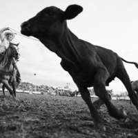 Calf by Michelle Carmona