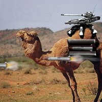camel akbar