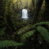 Embrace of Ferns by Tiago Marques