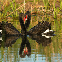 Black Swans, native to West Australia - wallpaper