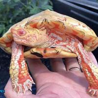 Albino turtle