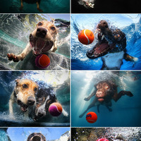 dogs under water