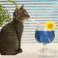 Yes It's A Bloody Cat Pic gif