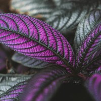 Vibrant purple leaves with intricate veins and muted green foliage by Paul Bill