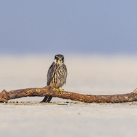 Eurasian Hobby by Arijit Banerjee