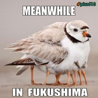 Meanwhile, in Fukushima..