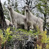 Goats for testing. Test goats are the best goats