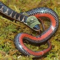 A snek!
