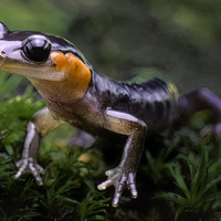 Only Found In The Great Smokey Mountains National Park by David Dennis