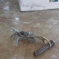 This crab means business