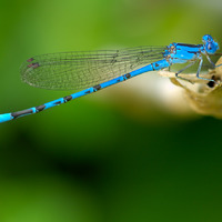 damsel fly