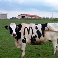 actual cow ......McCow