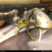 digital frog