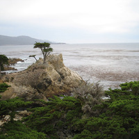 The Lone Cypress - Carmel, CA