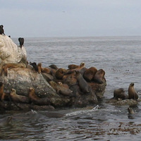 Monterey Bay Wildlife