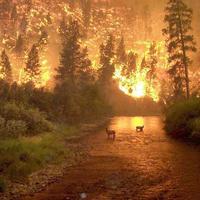 no photoshop involved! real picture of montana forest fire!