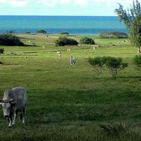 Cows on Guadelope