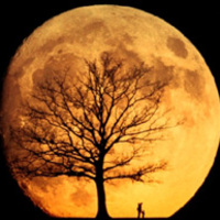 moon with tree
