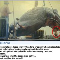 Is this the real reason the japs like to eat whale?