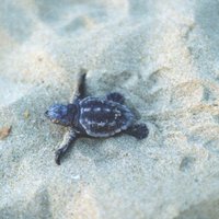 newborn sea-turtle - Zakynthos,Greece