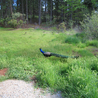 Peacock (actual bird, not a small penis)