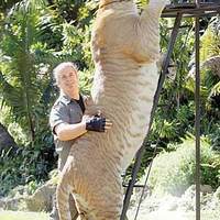 This Guy is A cross between a Tige and a lion-10ft tall damn