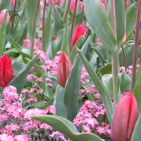Tulips' forest, London, UK (2005)