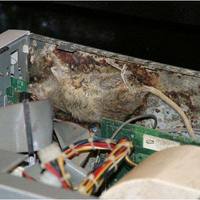 Fried Computer Rat