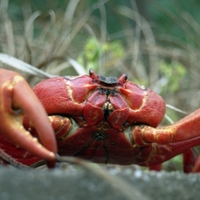 Red Crab from Christmas Island