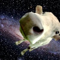 In space no one can hear your Moo