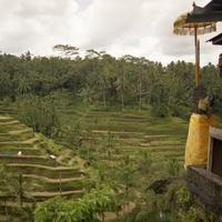 Rice Fields (Ubud, Bali, Indonesia)