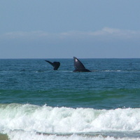 Whales, Hartenbos Beach, S.Africa