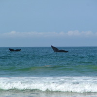 Whales, South Africa.