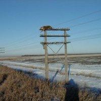 Deer on a pole