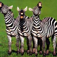 Laughing zebras