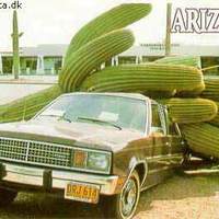 Cactus accident