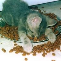 Too tired to eat