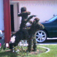a bush in someones front yard
