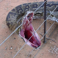 Electrocuted Rock Python