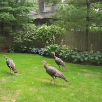 Wild Turkeys in NJ/NYC