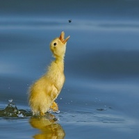 Killer attack duck
