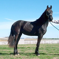 Katrina the horse