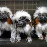 Cute Monkeys