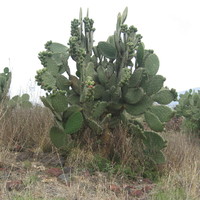 Cactus (Mexico 2005)
