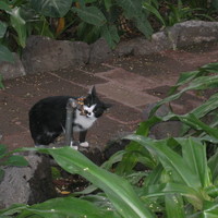 Kitten drinking in the garden of Frida Kahlo (Mexico City 2005)