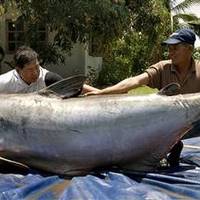 646 lb. thai catfish record