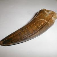 T-REX TOOTH